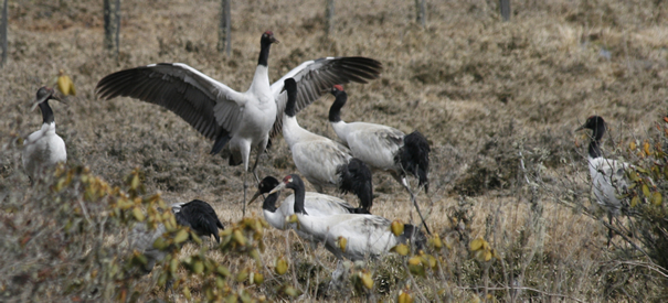 Black Necked Cranes Festival