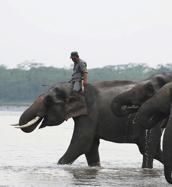 Wildlife and Nature